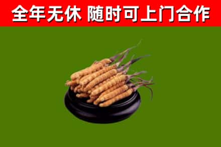 随州回收冬虫夏草