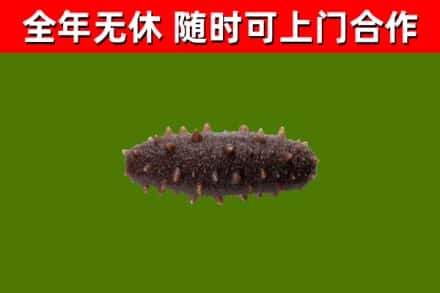 随州回收海参干